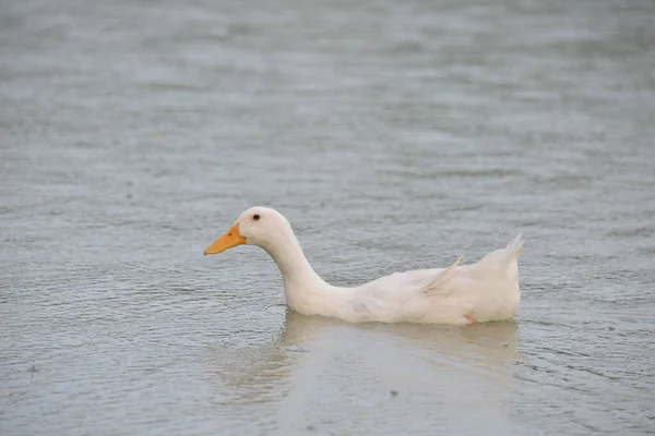 Anatre Grigie Nuotano Sul Lago Durante Giorno Gente Nutre Loro — Foto Stock