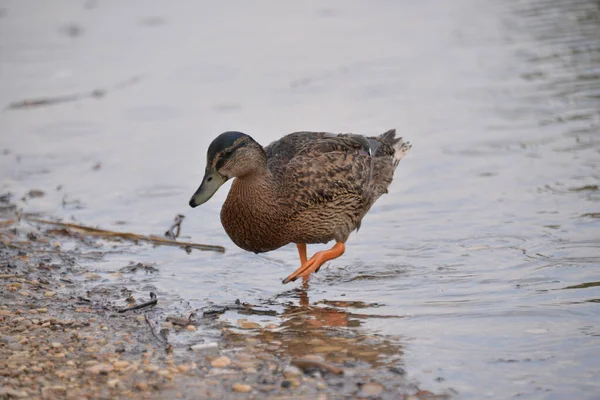 Gray Ducks Swim Lake Day People Feed Them Bread — Stock Photo, Image