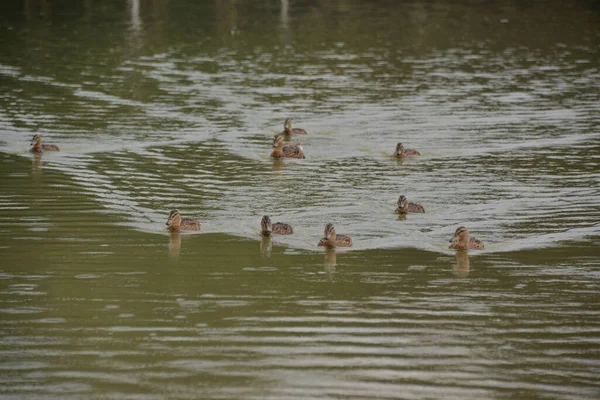 Gri Ördekler Gün Boyunca Gölde Yüzer Insanlar Onları Ekmekle Besler — Stok fotoğraf