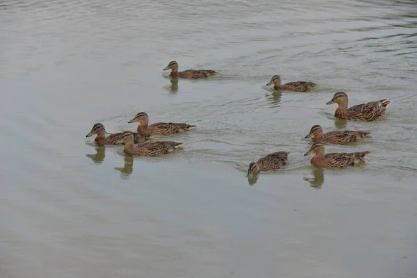 Gray Ducks Swim Lake Day People Feed Them Bread — Stock Photo, Image