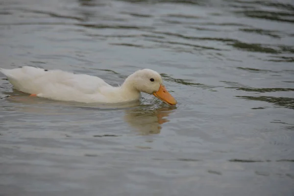 Anatre Grigie Nuotano Sul Lago Durante Giorno Gente Nutre Loro — Foto Stock