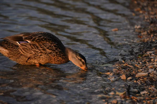 Canards Gris Nagent Sur Lac Pendant Journée Les Gens Les — Photo