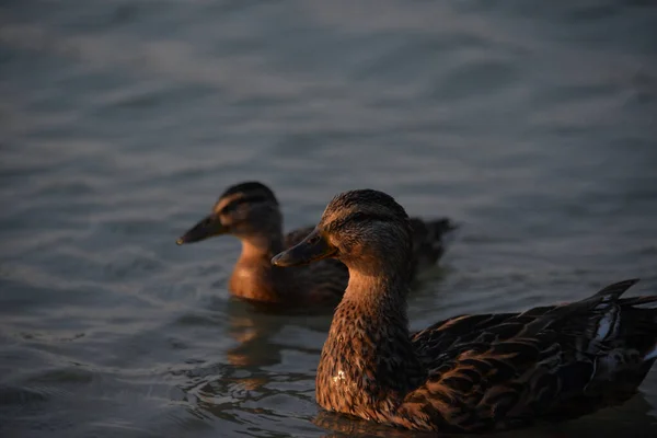 Gray Ducks Swim Lake Day People Feed Them Bread — Stock Photo, Image