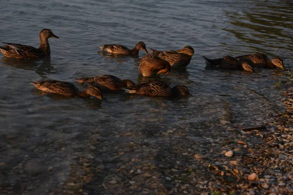 Graue Enten Schwimmen Tagsüber Auf Dem See Die Menschen Füttern — Stockfoto