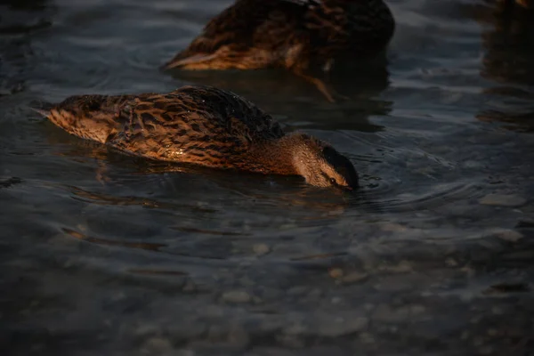 Grijze Eenden Zwemmen Overdag Het Meer Mensen Voeren Brood — Stockfoto