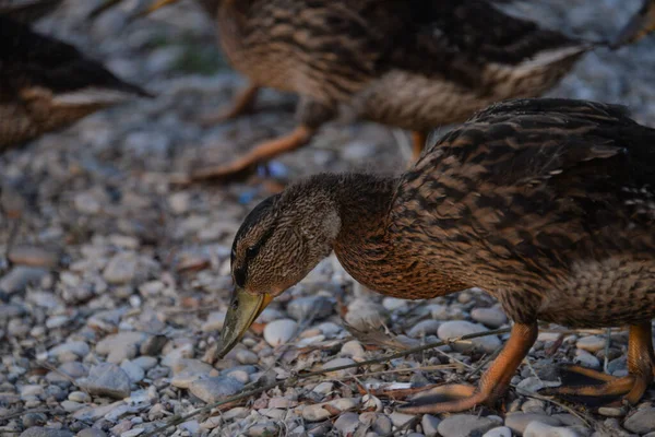 Gray Ducks Swim Lake Day People Feed Them Bread — Stock Photo, Image