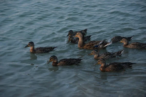 Grijze Eenden Zwemmen Overdag Het Meer Mensen Voeren Brood — Stockfoto