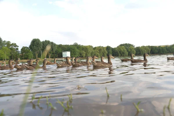 Grijze Eenden Zwemmen Overdag Het Meer Mensen Voeren Brood — Stockfoto