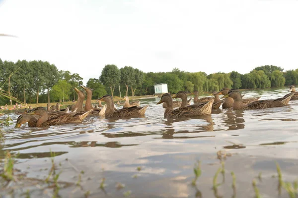 Patos Grises Nadan Lago Durante Día Gente Les Pan — Foto de Stock