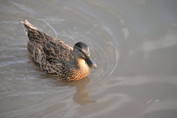 Gray Ducks Swim Lake Day People Feed Them Bread Royalty Free Stock Images