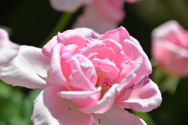 Gül, gün boyunca bahçede yetişen parlak, güzel bir bahçe çiçeğidir.