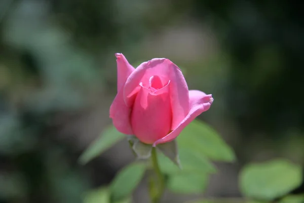 Τριαντάφυλλο Είναι Ένα Φωτεινό Όμορφο Λουλούδι Στον Κήπο Που Αναπτύσσεται — Φωτογραφία Αρχείου