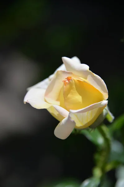 Роза Яркий Красивый Садовый Цветок Который Растет Саду Течение Дня — стоковое фото