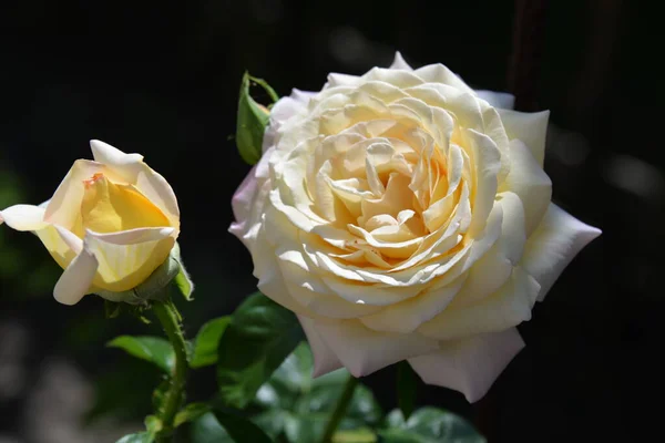 Τριαντάφυλλο Είναι Ένα Φωτεινό Όμορφο Λουλούδι Στον Κήπο Που Αναπτύσσεται — Φωτογραφία Αρχείου