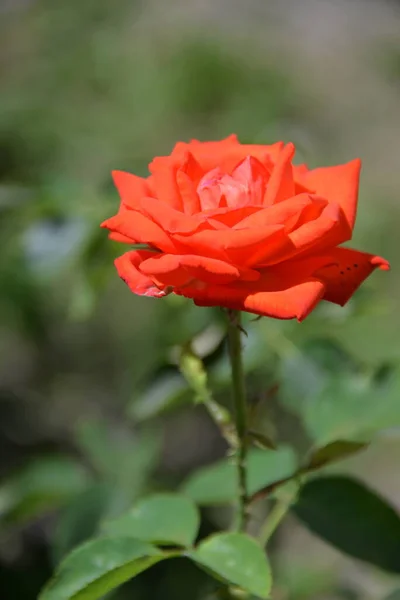 Róża Jest Jasny Piękny Kwiat Ogrodowy Który Rośnie Ogrodzie Ciągu — Zdjęcie stockowe
