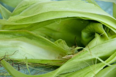 Yazın, sarı mısır hasadı. Mısır temizleme, yaprakları ayıklama ve koçandan saç alma. Sarı mısır sulu, genç ve lezzetli..