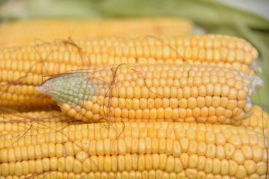 Yazın, sarı mısır hasadı. Mısır temizleme, yaprakları ayıklama ve koçandan saç alma. Sarı mısır sulu, genç ve lezzetli..