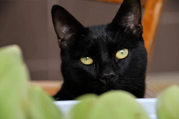 Overdag Zit Buiten Een Zwarte Kat Aan Een Tafel Kijkt — Stockfoto