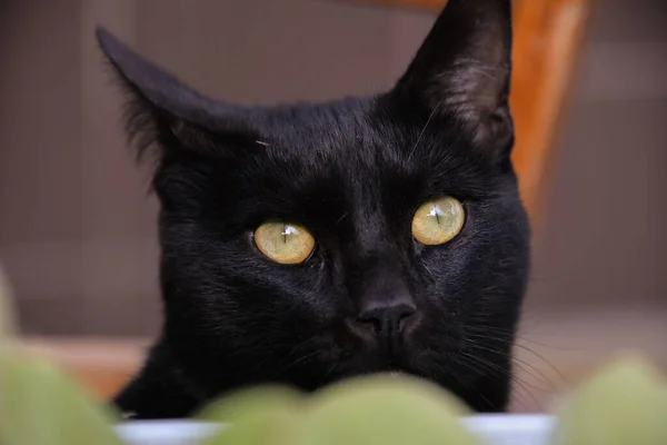 Dehors Jour Chat Noir Assoit Une Table Regarde Maïs Chat — Photo