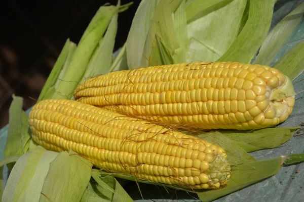 Summer Harvest Yellow Corn Cleaning Corn Removing Leaves Hair Cob — Stock Photo, Image