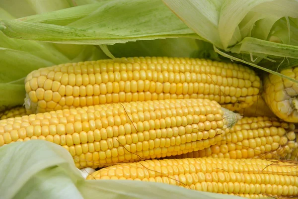 In the summer, the harvest of yellow corn. Cleaning corn, removing leaves and hair from the cob. Yellow corn is juicy, young, and delicious.