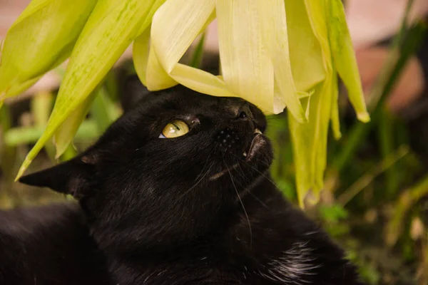 낮에는 밖에서 고양이 마리가 탁자에 옥수수를 바라봅니다 고양이가 옥수수 가지고 — 스톡 사진
