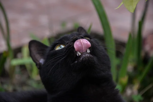 白天外面 一只黑猫坐在桌子旁 看着玉米 这只猫在玩玉米叶子 — 图库照片