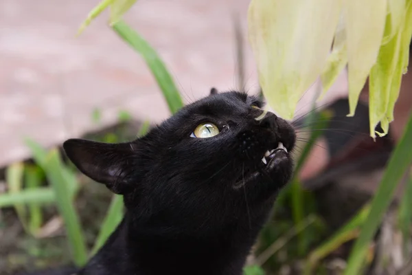 昼間は外に黒い猫がテーブルに座り トウモロコシを見ている 猫はトウモロコシの葉で遊んでいる — ストック写真