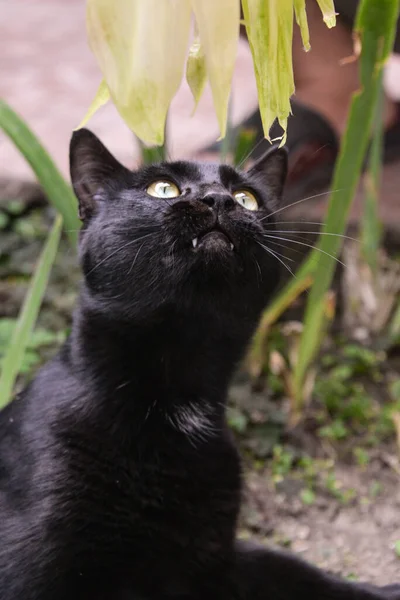 白天外面 一只黑猫坐在桌子旁 看着玉米 这只猫在玩玉米叶子 — 图库照片