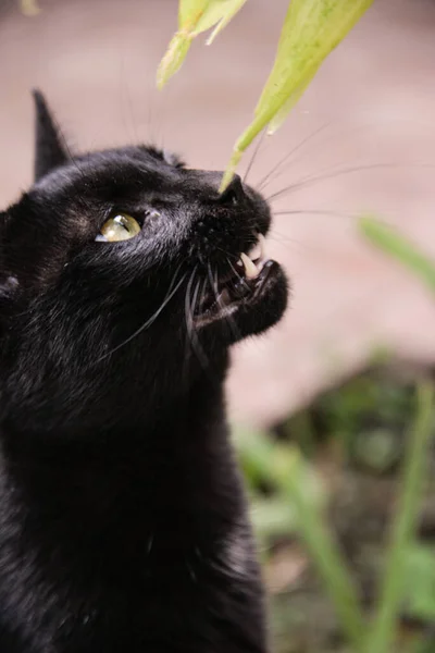 昼間は外に黒い猫がテーブルに座り トウモロコシを見ている 猫はトウモロコシの葉で遊んでいる — ストック写真