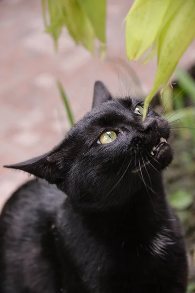 昼間は外に黒い猫がテーブルに座り トウモロコシを見ている 猫はトウモロコシの葉で遊んでいる — ストック写真