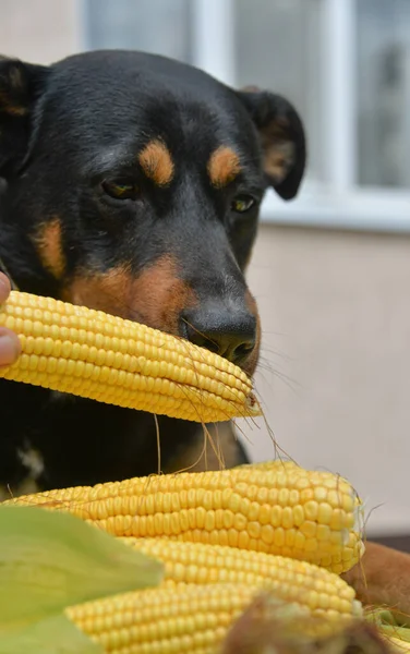 Favorite pet, the dog took an ear of corn in its mouth. The dog wants to play with corn.