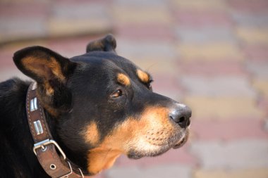 Üzgün köpek surat, güneş köpeğin yüzünde parlıyor ve üzülüyor.
