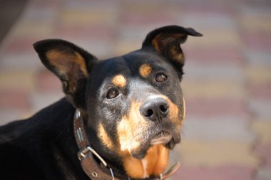 Üzgün köpek surat, güneş köpeğin yüzünde parlıyor ve üzülüyor.