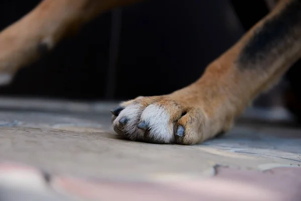 Sokakta yaşayan bir köpeğin pençelerinin kesilmesine ihtiyacı yoktur. Köpeğin pençeleri kaldırıma çarpıyor.