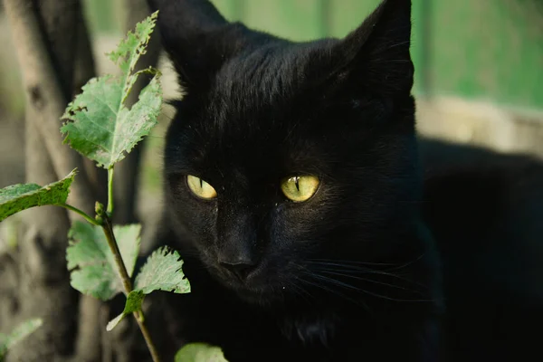 Czarny Kotek Leży Ziemi Patrzy Troskliwie Gdzieś — Zdjęcie stockowe