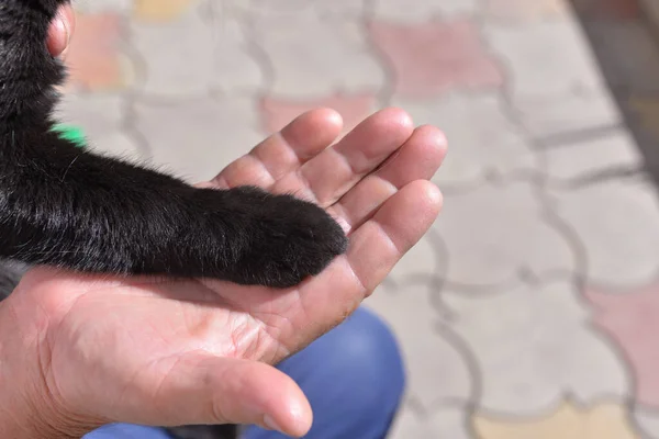 Zwart Katje Geeft Poot Palm Van Persoon Een Katje Poot — Stockfoto
