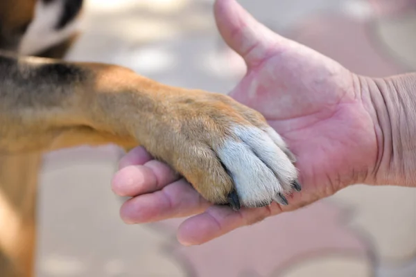 Köpek pençesini verir, köpeğin pençesi insanın avucunda yatar, bu bir dostluk ve güven işaretidir.
