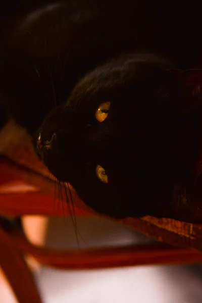 Black Kitten Lying Chair Looks Thoughtfully Somewhere — Stock Photo, Image