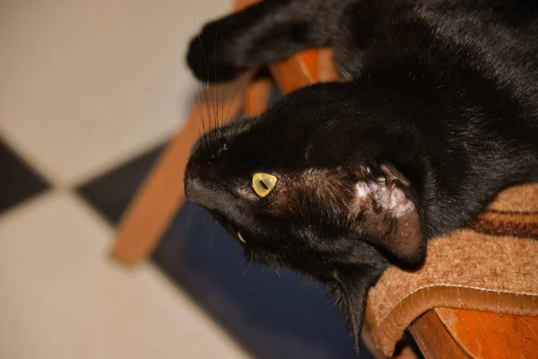 Black Kitten Lying Chair Looks Thoughtfully Somewhere — Stock Photo, Image