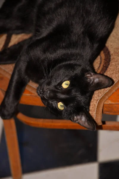 黒い子猫は椅子の上に寝そべっていて — ストック写真