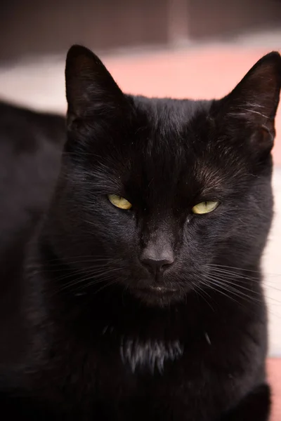 Black Kitten Lies Ground Looks Thoughtfully Somewhere — Stock Photo, Image