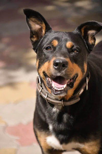 Счастливое Выражение Лица Собаки Бегающей Двору Летний День — стоковое фото