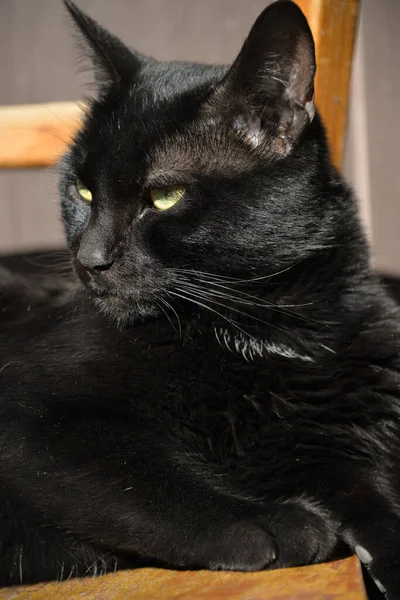 黒い猫は顔の表情の違う太陽の椅子に横になっています — ストック写真