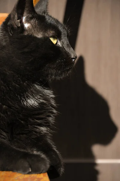 Kara kedi güneşte bir sandalyede uzanıyor. Yüzünde hoşnutsuz bir ifade var.
