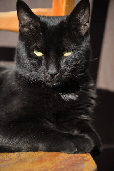 Chat Noir Est Allongé Sur Une Chaise Soleil Avec Une — Photo