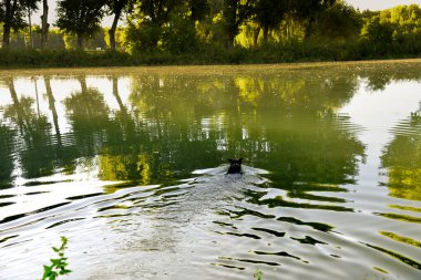 Yazın parkta, sıcakta, gölde yüzebilir ya da etrafta dolaşabilir, suyu ve doğayı seyredebilirsiniz..