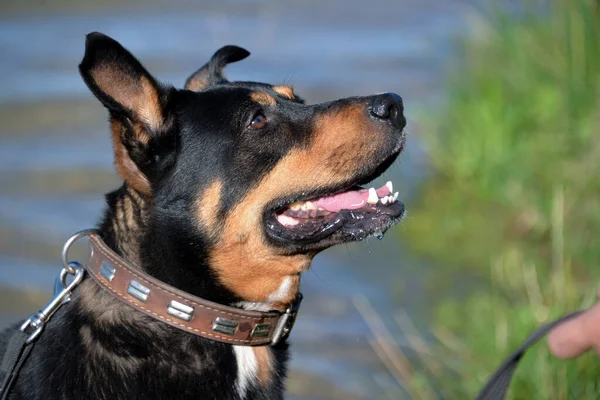 Собака Летом Жаркий День Удовольствием Плавает Озере Палками — стоковое фото