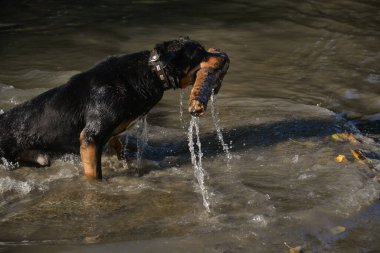 Kendi başına, köpeğini ormanda gezdirebilir ve onunla nehirde yüzebilirsin. Köpek sopaların peşinden koşup onları kemirmeyi sever..