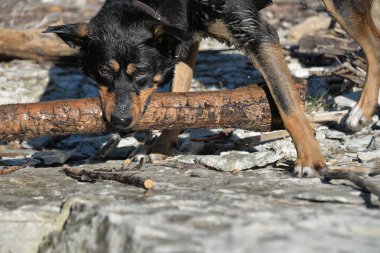 Kendi başına, köpeğini ormanda gezdirebilir ve onunla nehirde yüzebilirsin. Köpek sopaların peşinden koşup onları kemirmeyi sever..